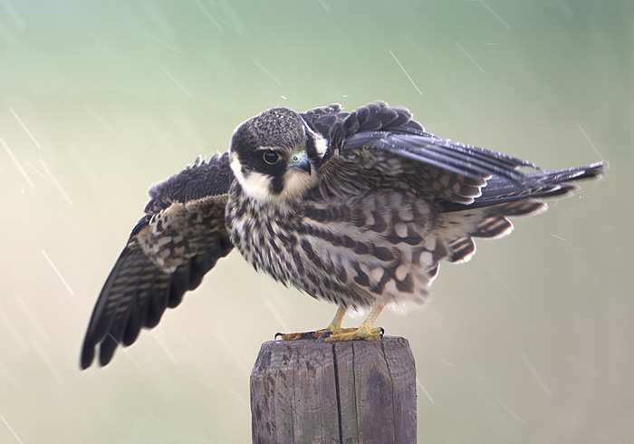 jonge boomvalk probeert zich te beschermen tegen de regen.jpg